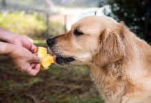 آیا سگ ها می توانند انبه بخورند؟ | دام و پت