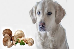 قارچ برای سگ: فواید و عوارض جانبی | دام و پت