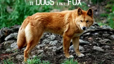 11 سگی که شبیه روباه هستند | دام و پت