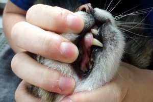 شکستگی دندان در گربه ها | دام و پت