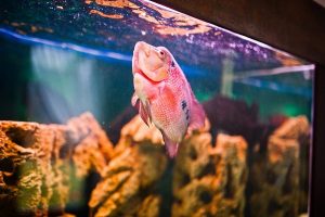 10 نشانه استرس در ماهی های گرمسیری | دام و پت