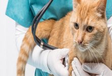 بیماری دهلیزی در گربه ها | پزشکت