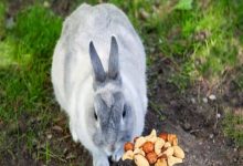 آیا خرگوش ها می توانند آجیل بخورند؟ | دام و پت