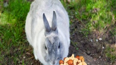 آیا خرگوش ها می توانند آجیل بخورند؟ | دام و پت