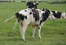 آیا گاوها ادرار یکدیگر را می نوشند؟ | دام و پت