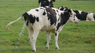 آیا گاوها ادرار یکدیگر را می نوشند؟ | دام و پت