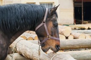 کاهش وزن در اسب ها | دام و پت