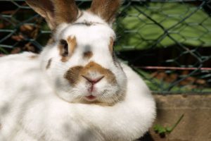 اختلالات پوستی در خرگوش | دام و پت