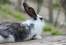 شایع ترین علائم شکستگی کمر در خرگوش | دام و پت