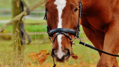 چرا اسب ها غذا نمی خورند؟ 13 علت رایج | دام و پت