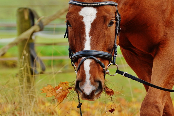 چرا اسب ها غذا نمی خورند؟ 13 علت رایج | دام و پت