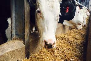 چرا گاوها وزن کم می کنند؟ | دام و پت