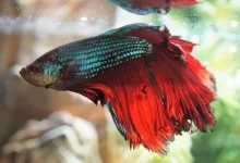 علائم نزدیک بودن مرگ در ماهی های بتا | دام و پت