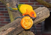 آیا طوطی ها می توانند پرتقال بخورند؟ | دام و پت