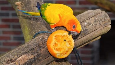 آیا طوطی ها می توانند پرتقال بخورند؟ | دام و پت
