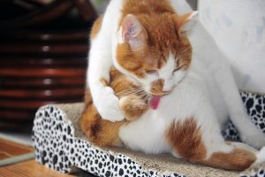 التهاب بیضه در گربه ها | دام و پت