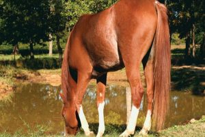 کاهش وزن در اسب ها | دام و پت