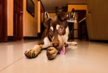 لیسیدن کف زمین توسط سگ ها | دام و پت