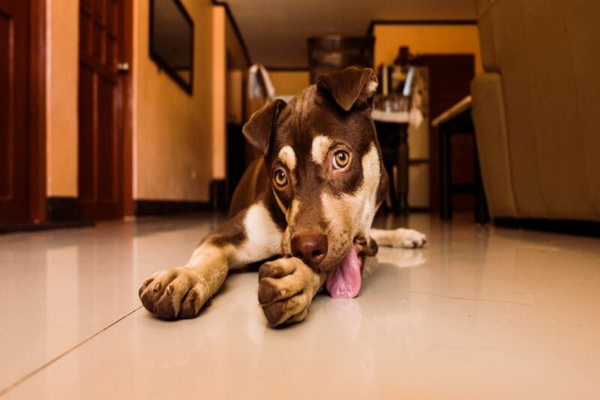 لیسیدن کف زمین توسط سگ ها | دام و پت