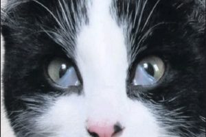 پلک سوم در گربه ها | دام و پت