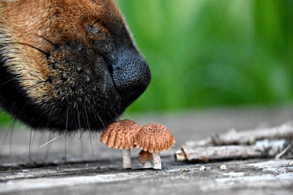 قارچ برای سگ: فواید و عوارض جانبی | دام و پت