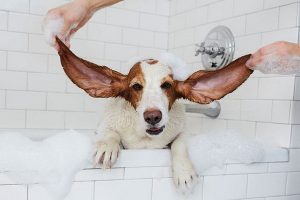 تمیز کردن گوش های سگ خانگی | دام و پت