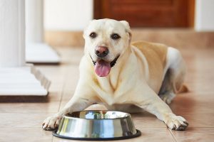 مدیریت سگ دیابتی | دام و پت