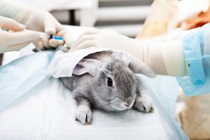 شایع ترین علائم شکستگی کمر در خرگوش