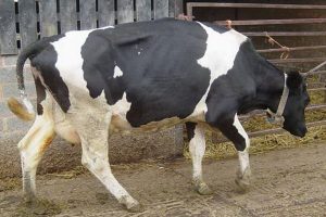 چرا گاوها وزن کم می کنند؟ | دام و پت