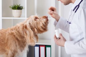 آنزیم های گوارشی برای سگ ها | دام و پت