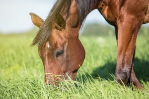 چرا اسب ها غذا نمی خورند؟ 13 علت رایج | دام و پت 