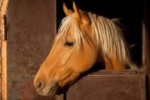هر آنچه که در مورد دید اسب باید بدانید. | پزشکت