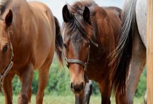 کدام نژاد اسب بیشتر عمر می کند؟ | دام و پت