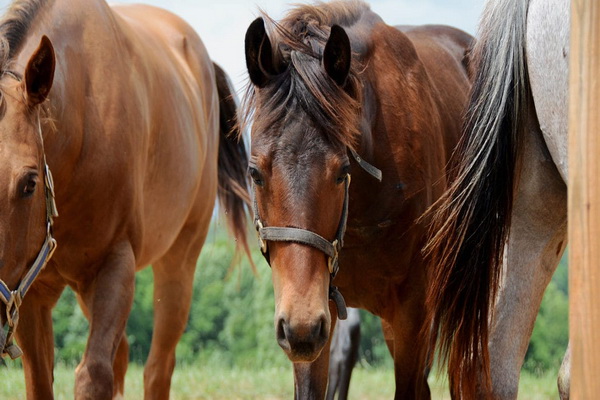 کدام نژاد اسب بیشتر عمر می کند؟ | دام و پت