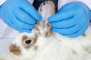 اختلالات پوستی در خرگوش | دام و پت