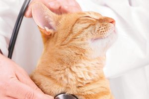 بیماری دهلیزی در گربه ها | پزشکت