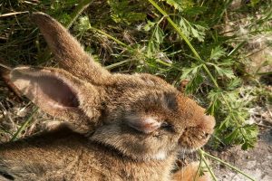 علت ترشح چشمی در خرگوش | دام و پت