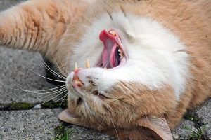 شکستگی دندان در گربه ها | دام و پت