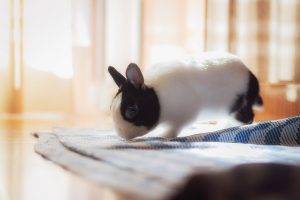باز شدن پاها در خرگوش های خانگی | دام و پت