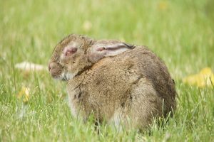 علت ترشح چشمی در خرگوش | دام و پت