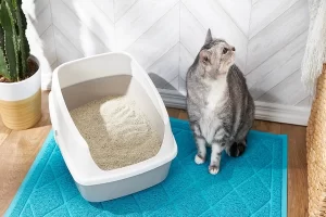 علت مدفوع گربه خارج از جعبه بستر چیست؟ | دام و پت