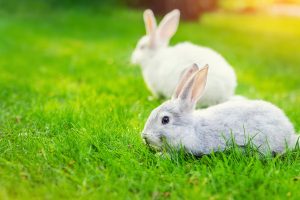 آیا خرگوش ها از صداهای بلند می ترسند؟ | دام و پت