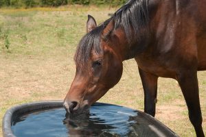آیا اسب من دچار کم آبی شده است؟  | دام و پت