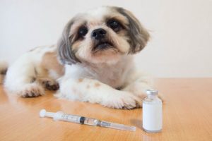 مدیریت سگ دیابتی | دام و پت