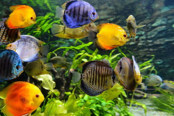 10 نشانه استرس در ماهی های گرمسیری | دام و پت