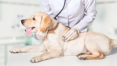 مشکلات گوارشی در سگ ها | دام و پت