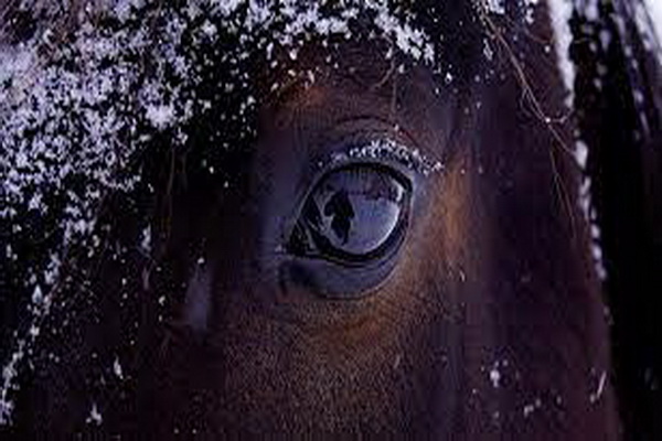 هر آنچه که در مورد دید اسب باید بدانید. | پزشکت