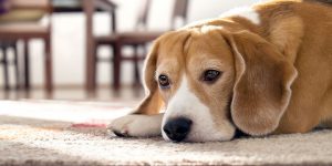 8 علامت مشکوک در سگ های فعال