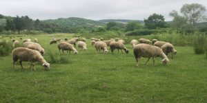 6 عامل نفخ در گوسفندان || دام و پت