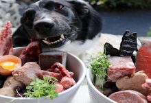 رژیم غذایی برای اسهال سگ | دام و پت